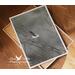 Giclee print of a scissor-tailed flycatcher perched on a branch at daybreak available at Cove Creek Photography.
